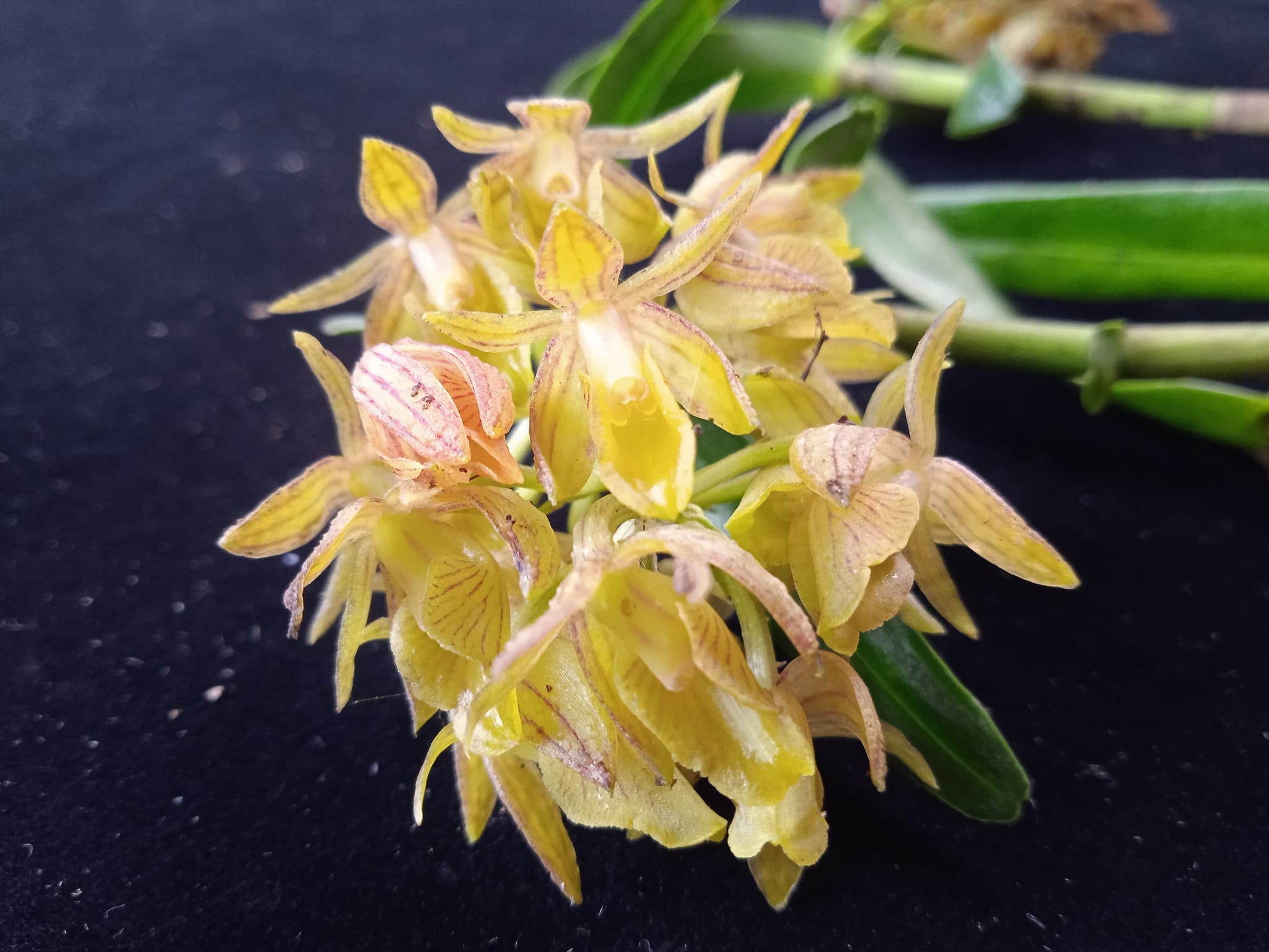 Orquideófilos