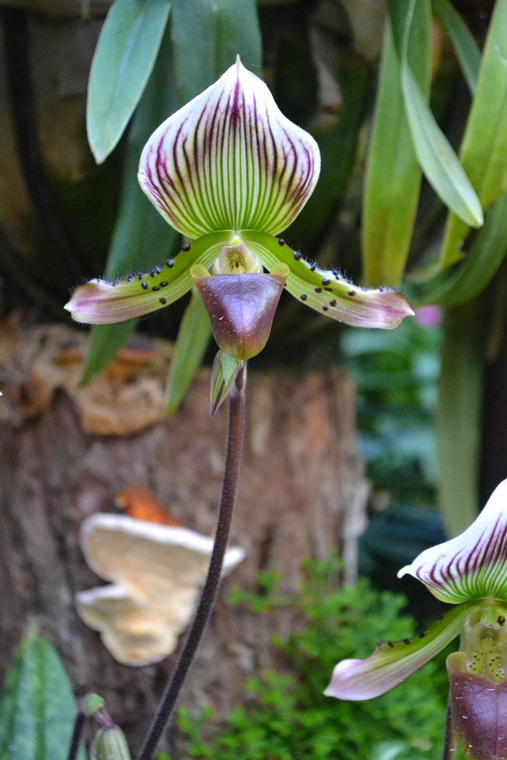 Orquideófilos