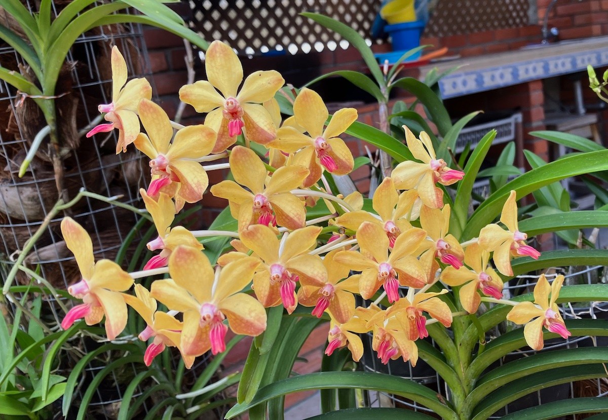 Orquideófilos