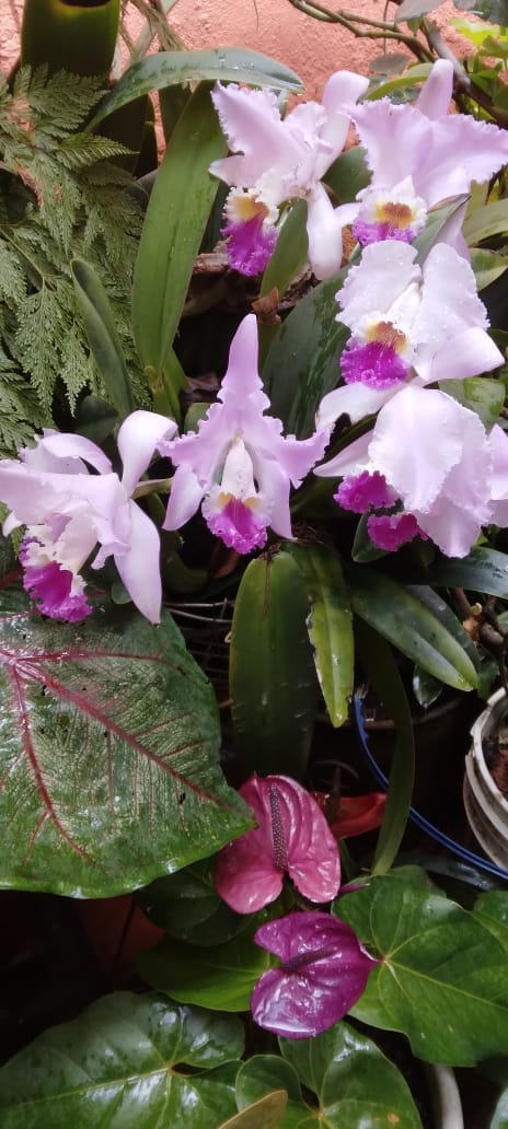 Orquideófilos