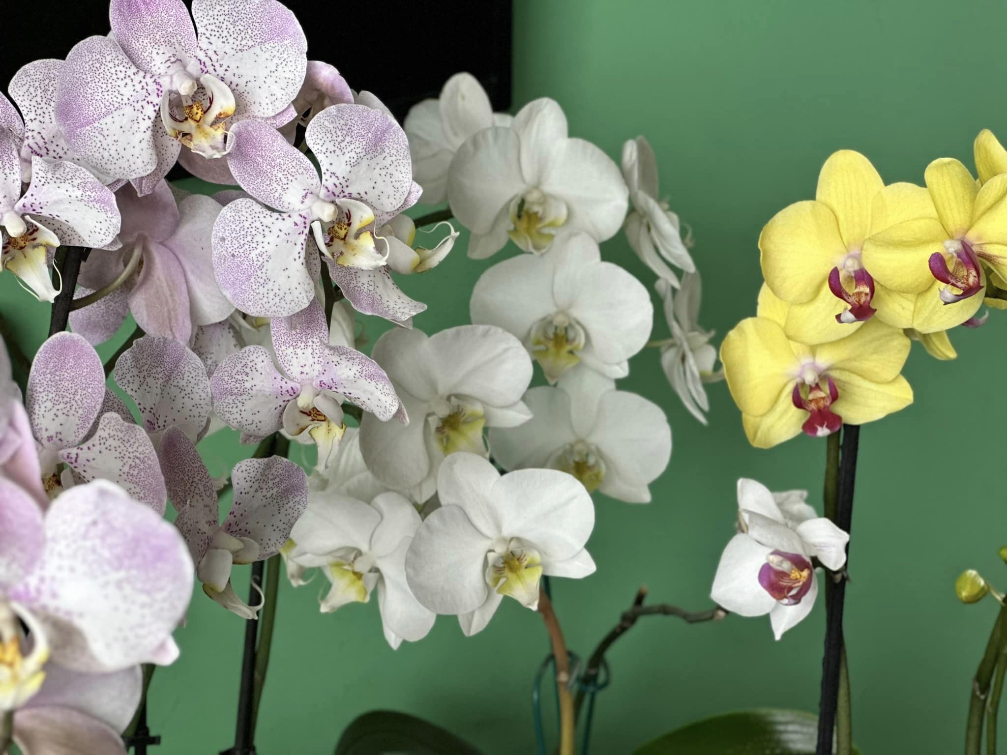 Orquideófilos