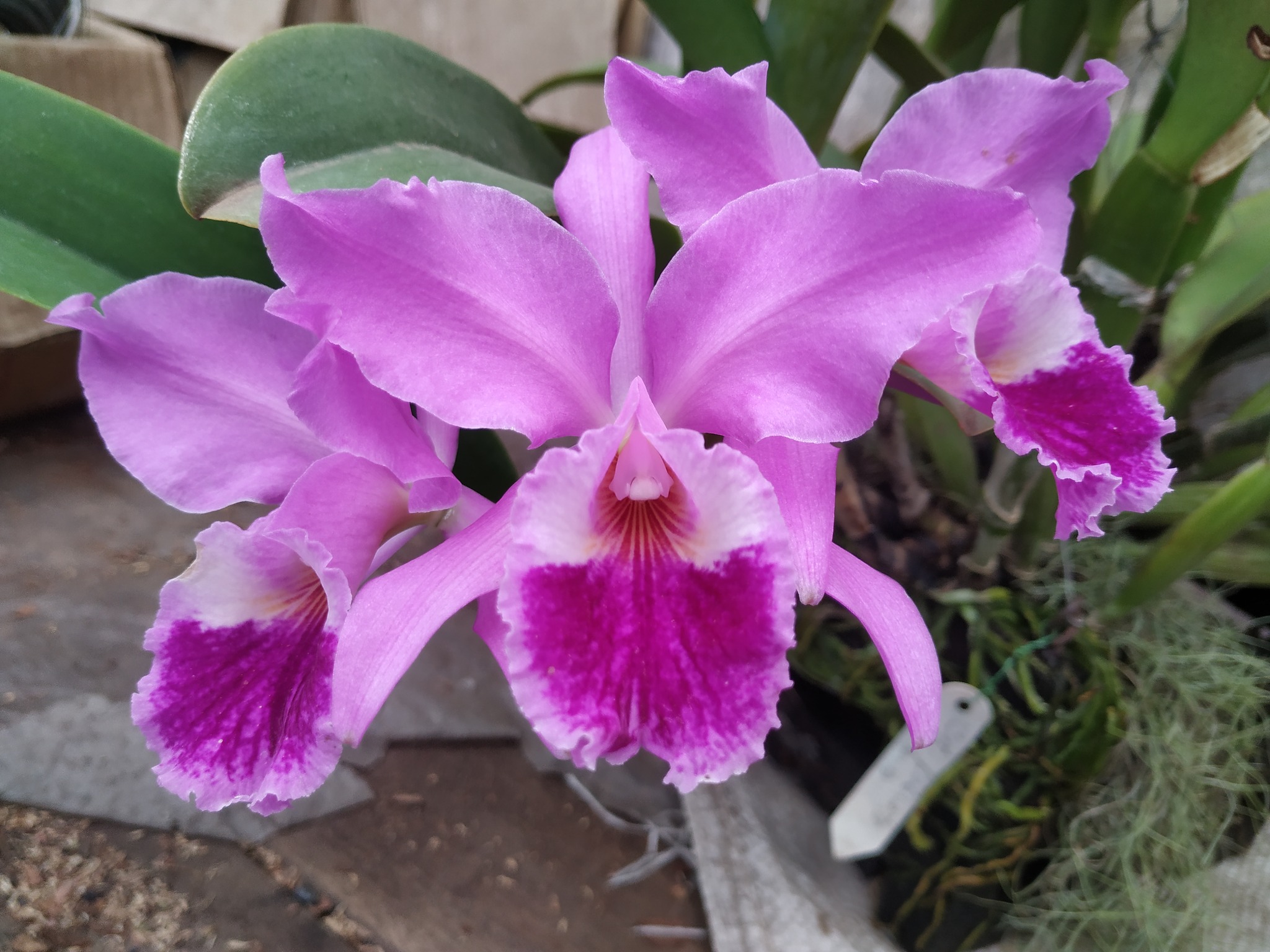 Orquideófilos