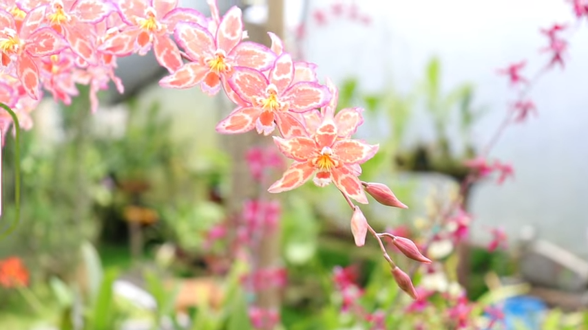 Generos de Orquídeas