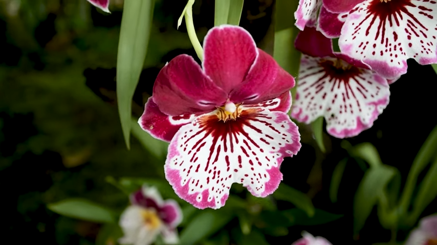 Generos de Orquídeas