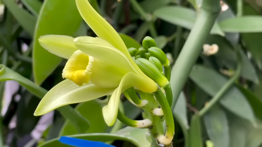 Orquideófilos