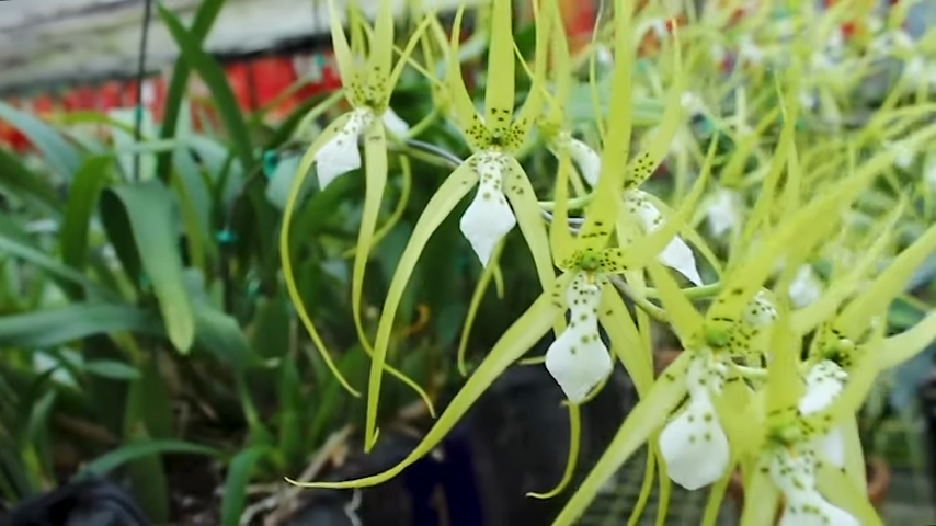 Generos de Orquídeas